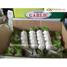 Fresh 2011 china normal and pure white garlic cheapest price